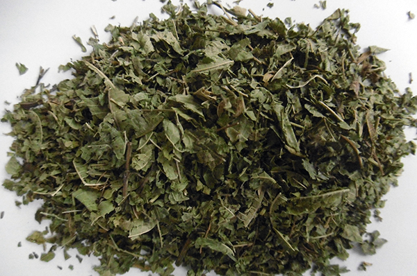 Verveine Odorante coupée